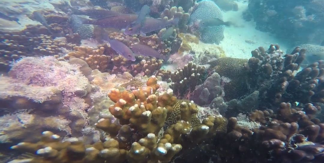 ƽ����(pinnacle)�ٷ���վ