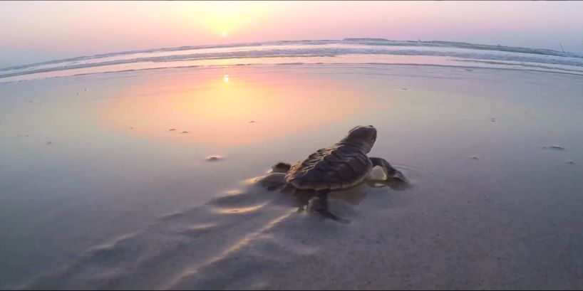 ƽ����(pinnacle)�ٷ���վ